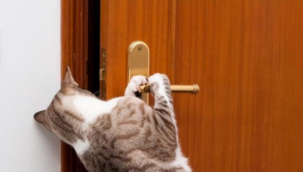 金诚无忧 揭秘喵星人隐藏技能：你的猫咪也会这些逗趣招式！