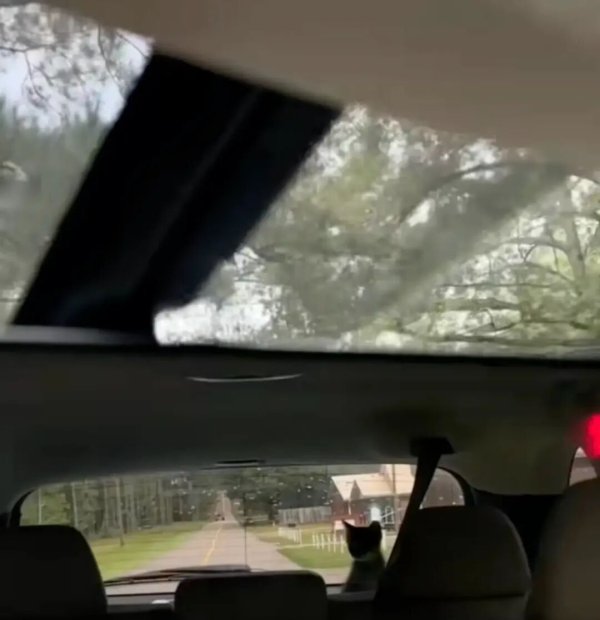 辉煌国际 小姐姐开车时，从后视镜惊见一只流浪小猫，她吓到紧急刹车后才发现，车里竟然藏着一窝小猫